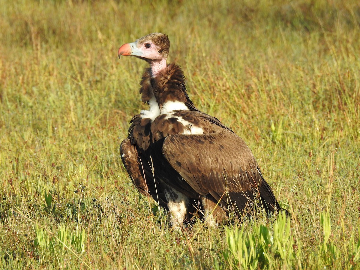 Lappet-faced Vulture - ML633449466