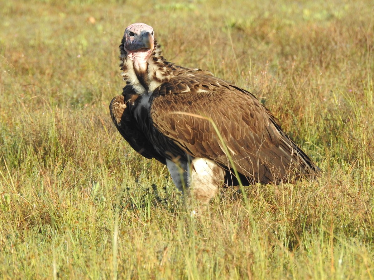 Lappet-faced Vulture - ML633449467