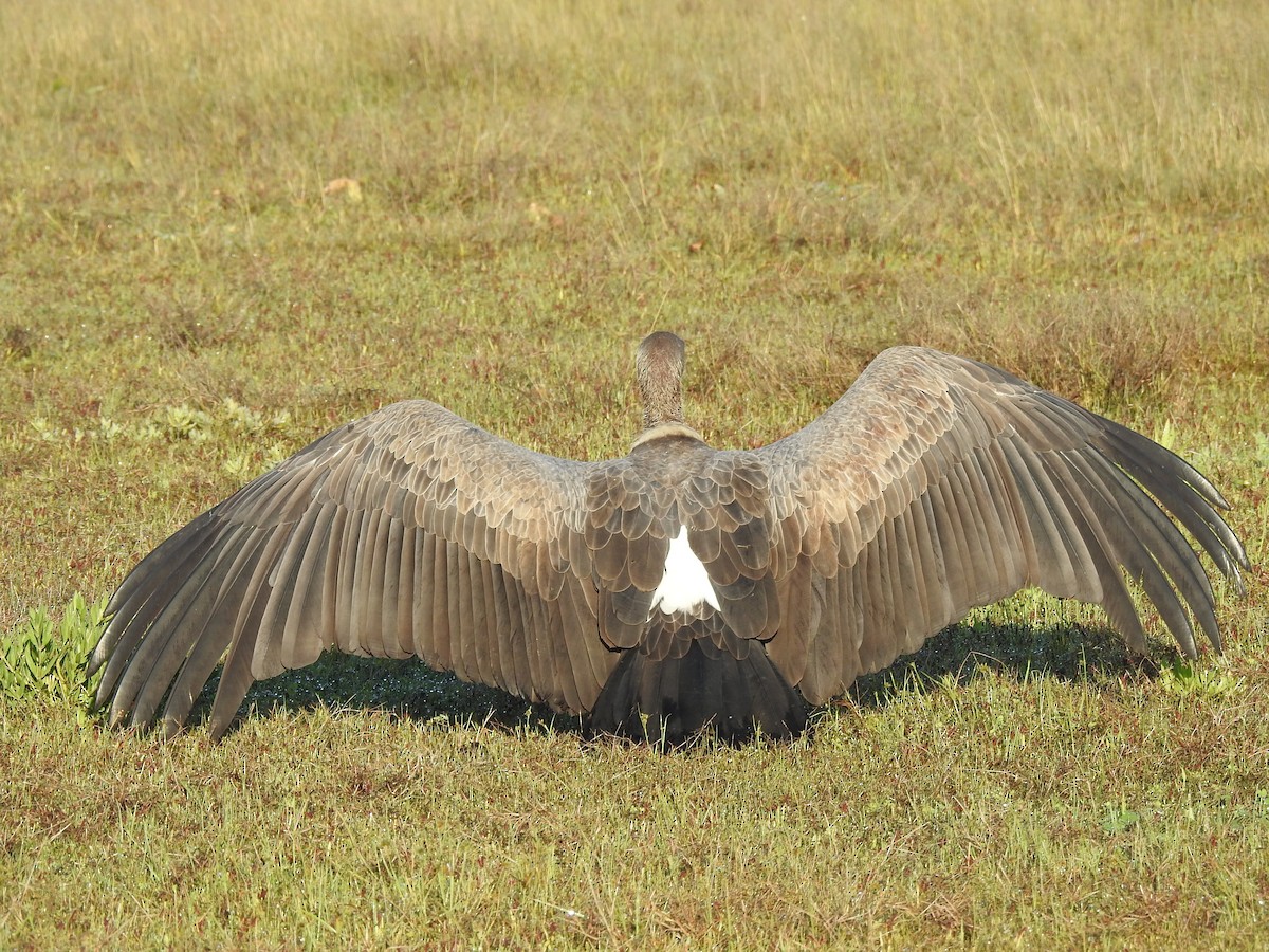 White-backed Vulture - ML633449476