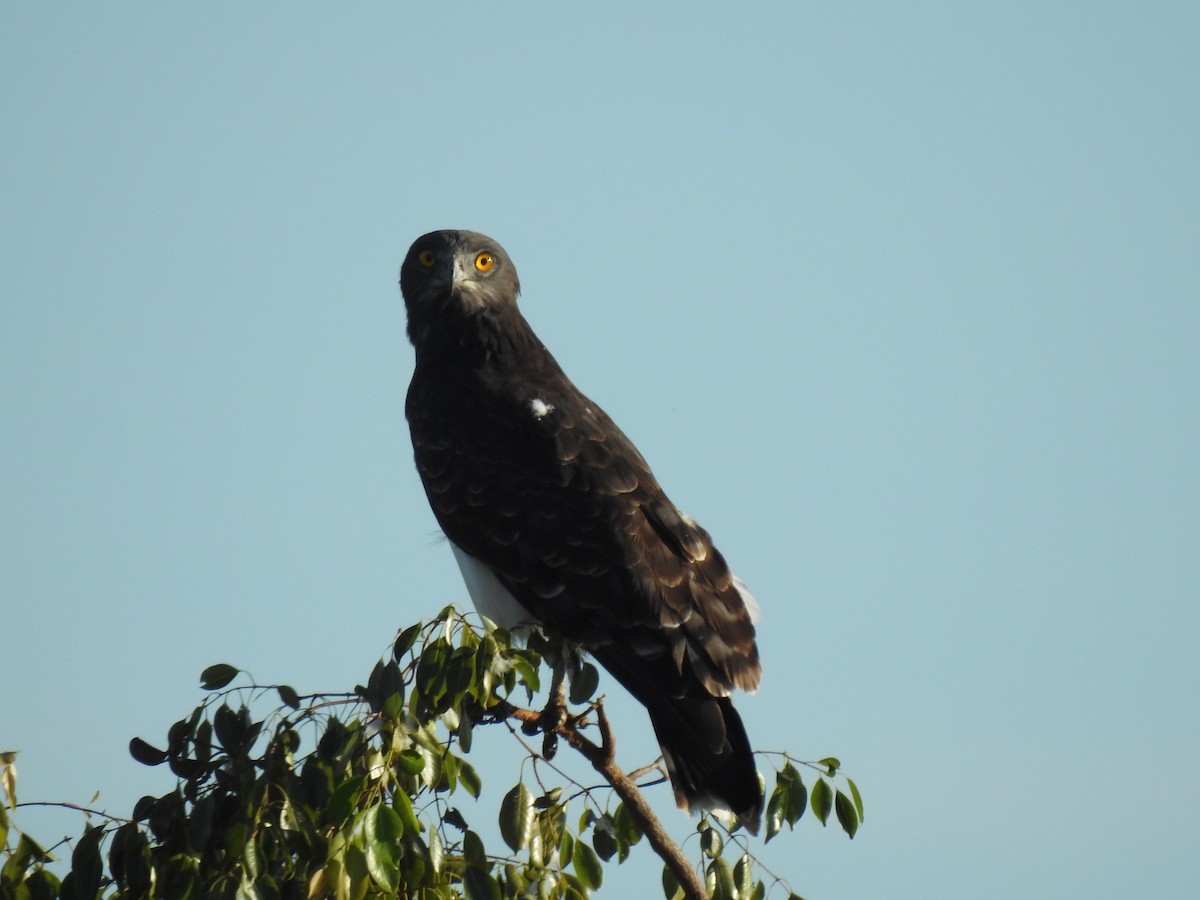 Black-chested Snake-Eagle - ML633449491