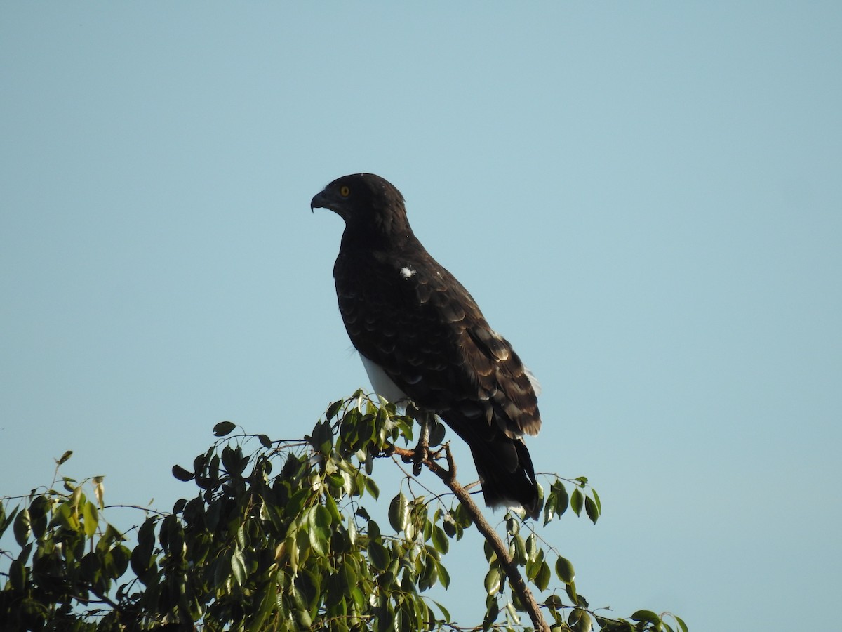 Black-chested Snake-Eagle - ML633449492