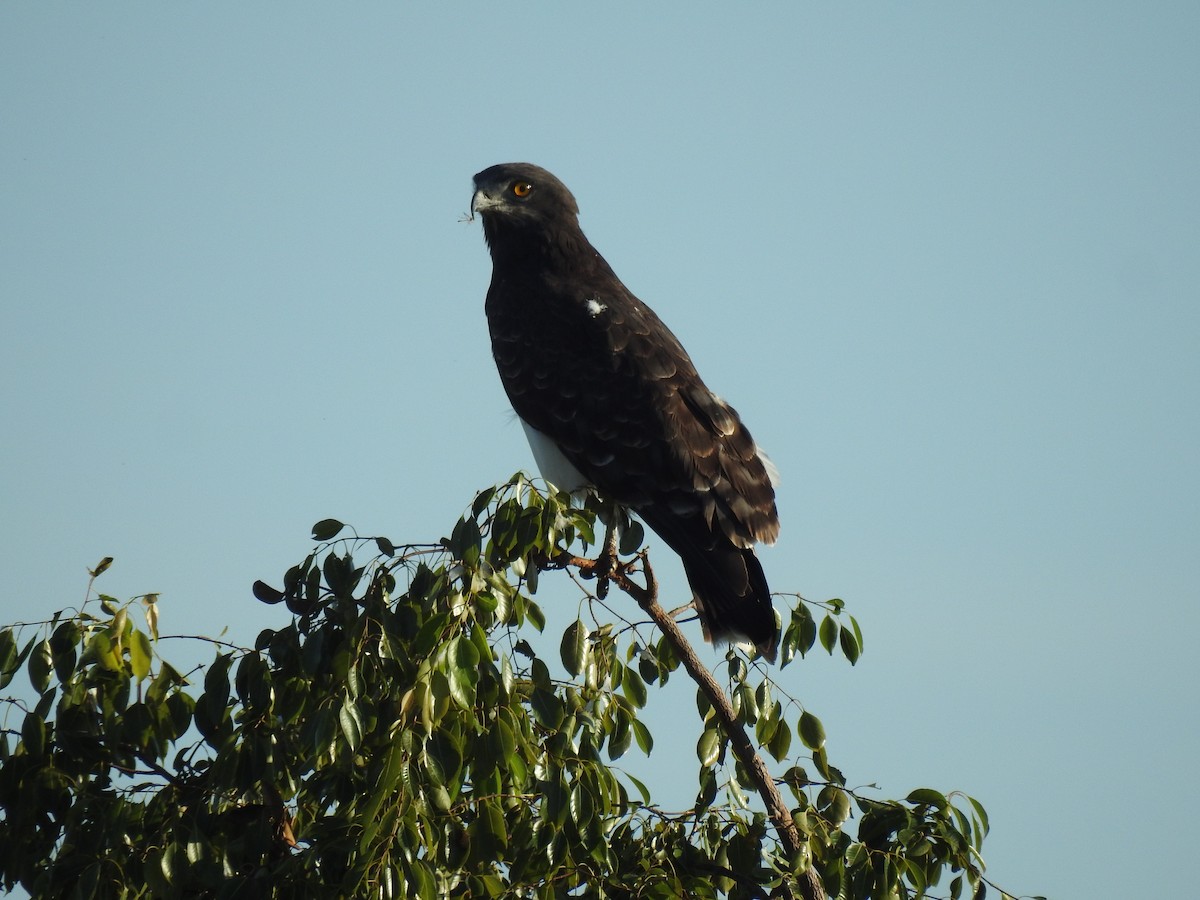 Black-chested Snake-Eagle - ML633449494