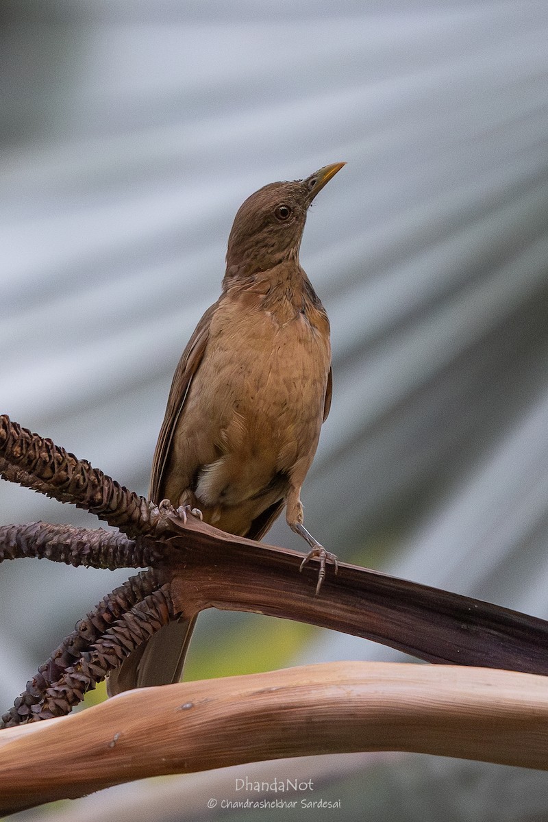 Clay-colored Thrush - ML633449552