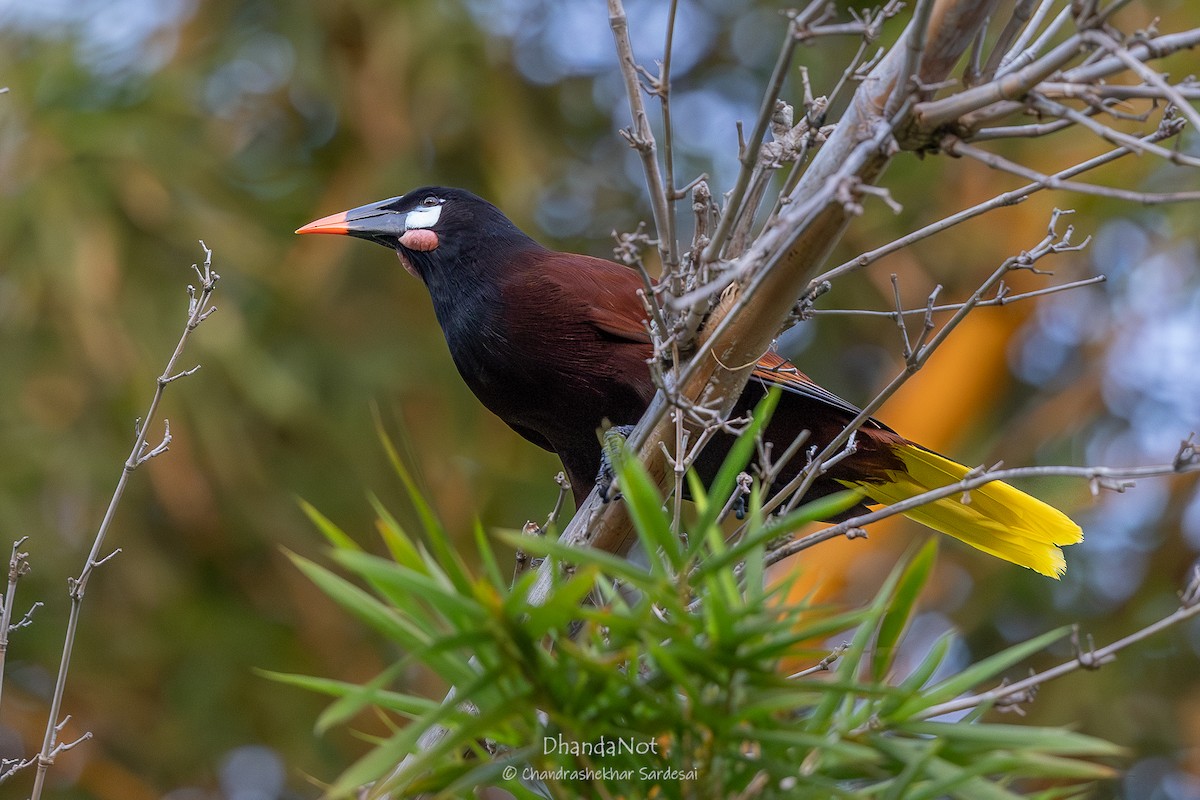 Montezuma Oropendola - ML633449558