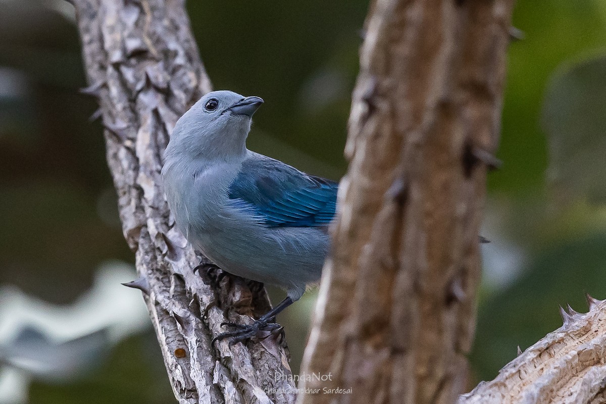 Blue-gray Tanager - ML633449584