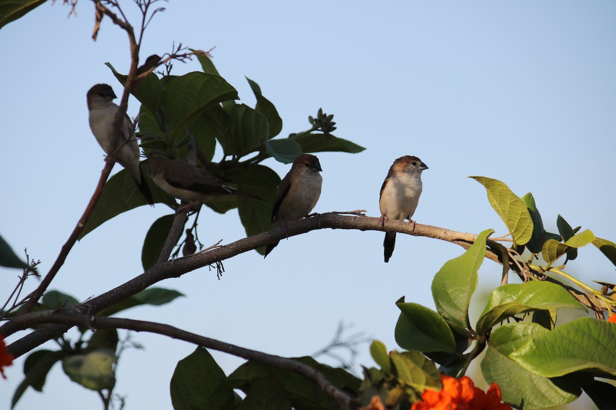 Indian Silverbill - ML633449590