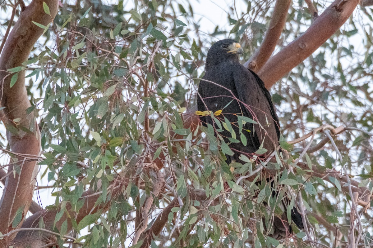 Zone-tailed Hawk - ML633449904