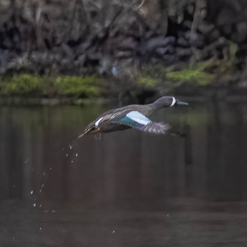 Blue-winged Teal - ML633449946