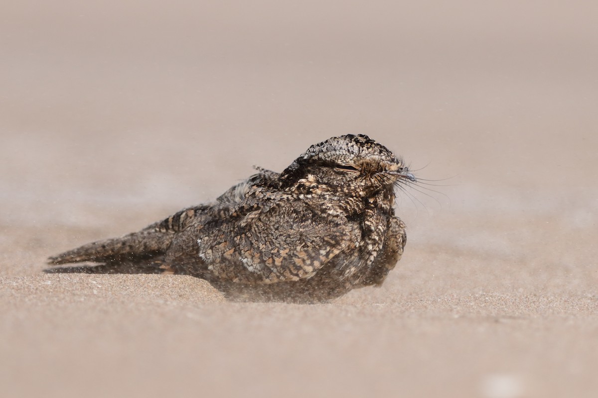 Band-winged Nightjar - ML633450053
