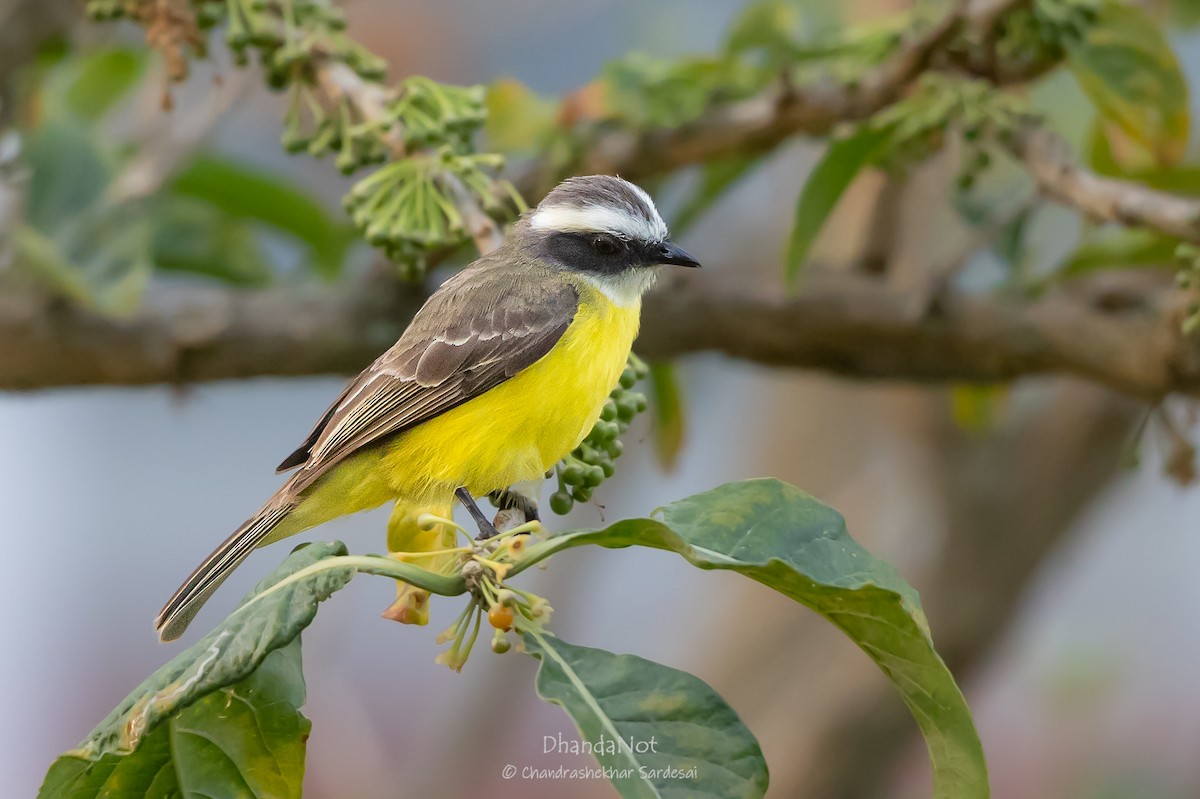 Social Flycatcher - ML633450078