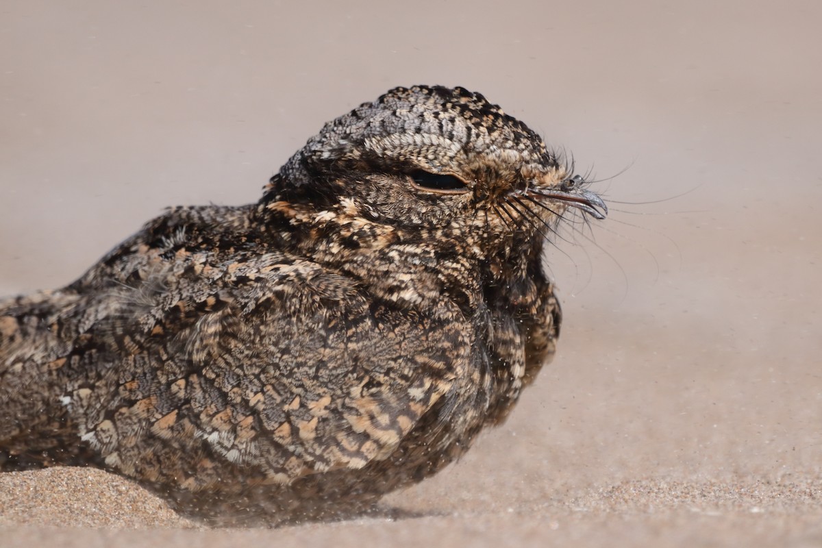 Band-winged Nightjar - ML633450083