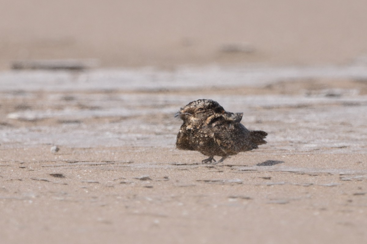 Band-winged Nightjar - ML633450087