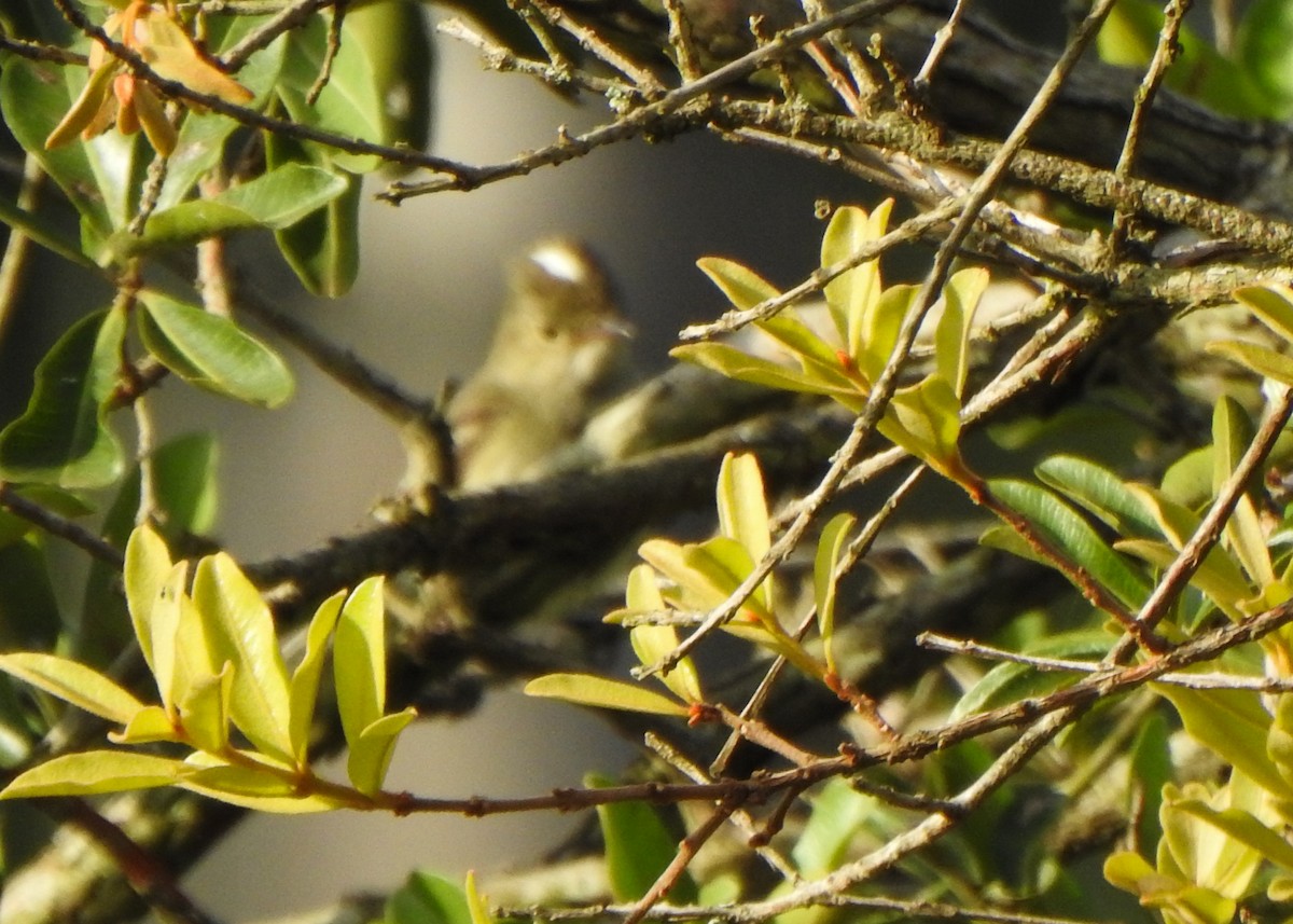 White-crested Elaenia (Chilean) - Carlos Otávio Gussoni