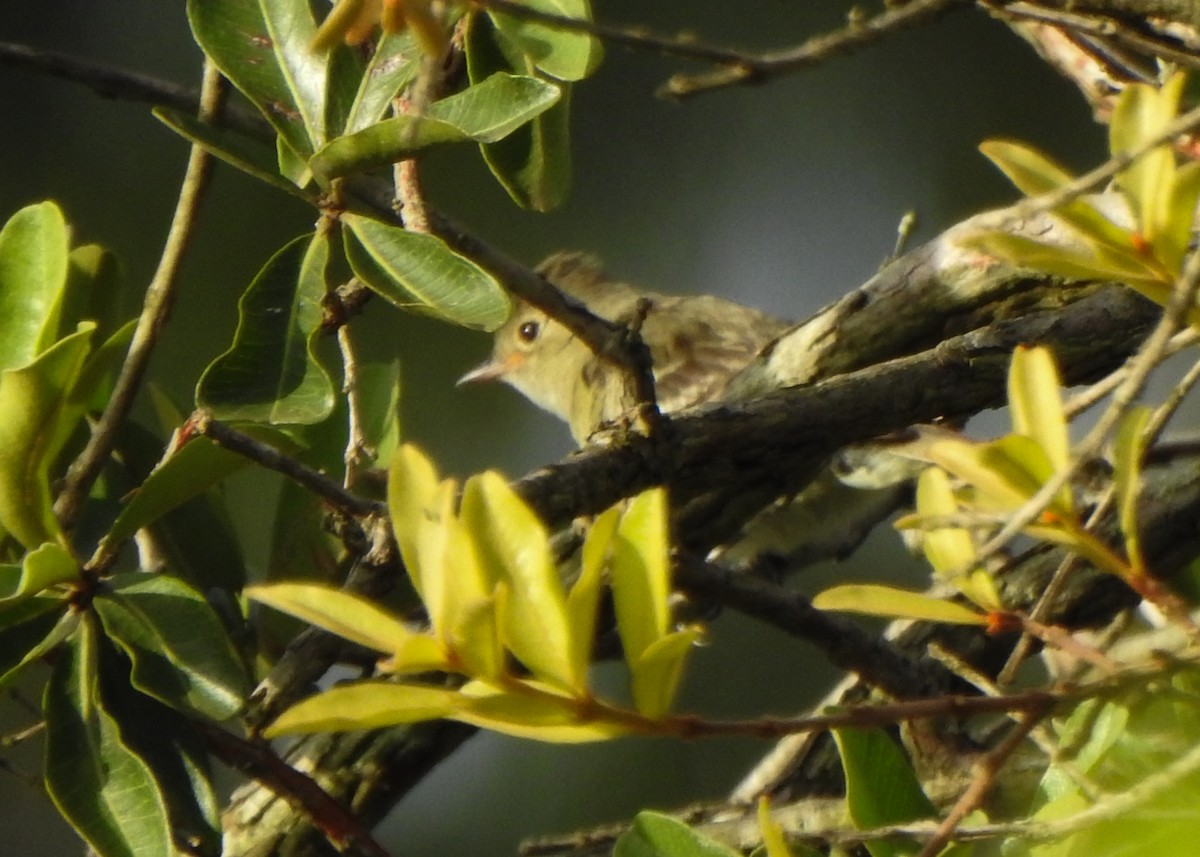 White-crested Elaenia (Chilean) - Carlos Otávio Gussoni