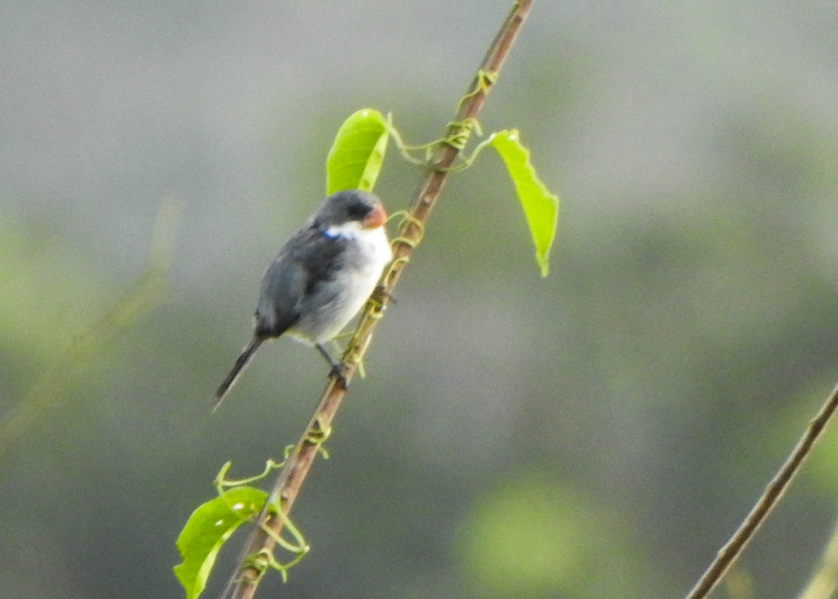 White-bellied Seedeater - ML633450137