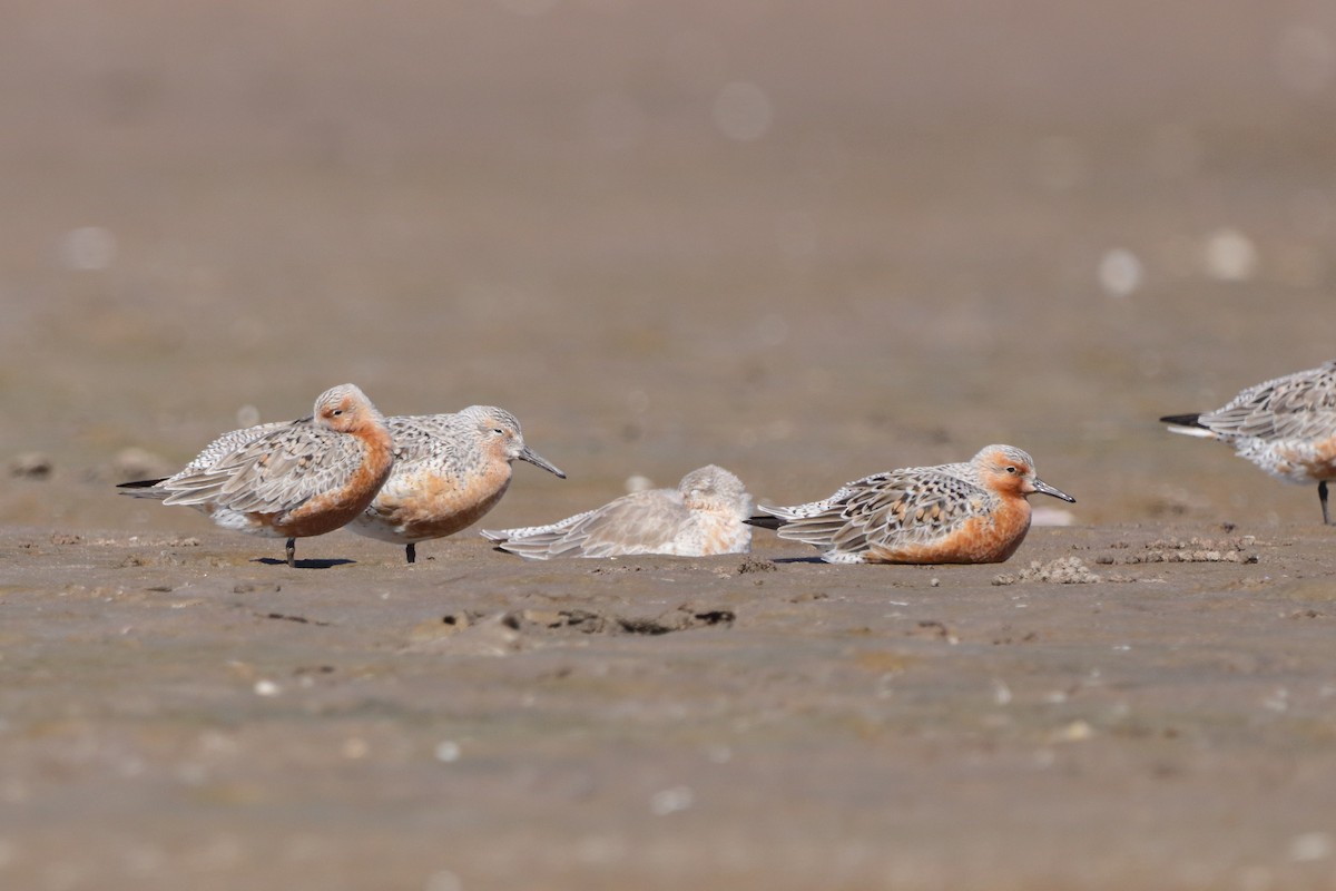 Red Knot - ML633450184