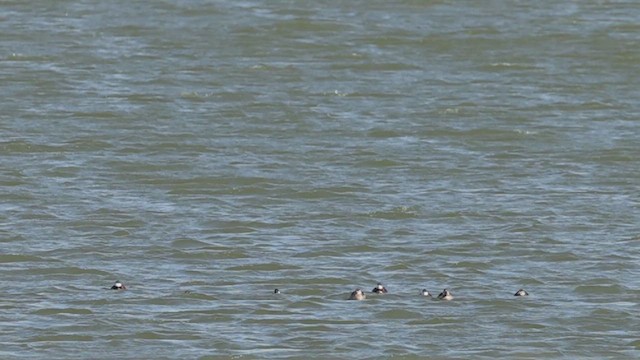 Ruddy Duck - ML633450193