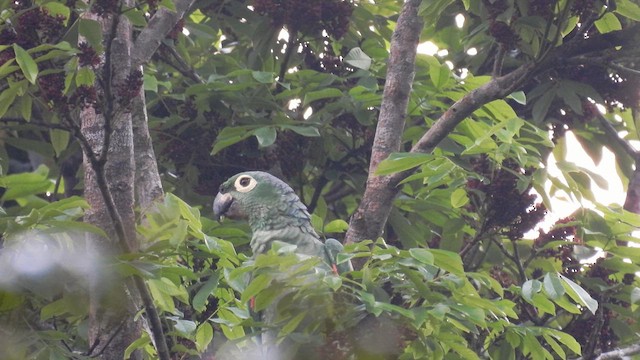 Amazone poudrée - ML633450201