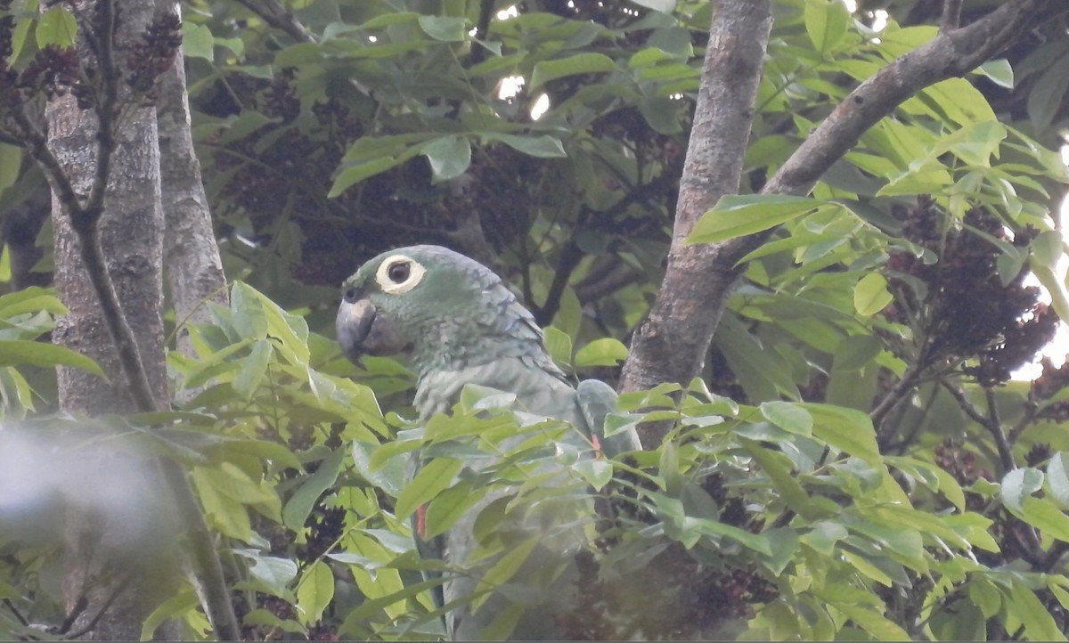 Amazone poudrée - ML633450227