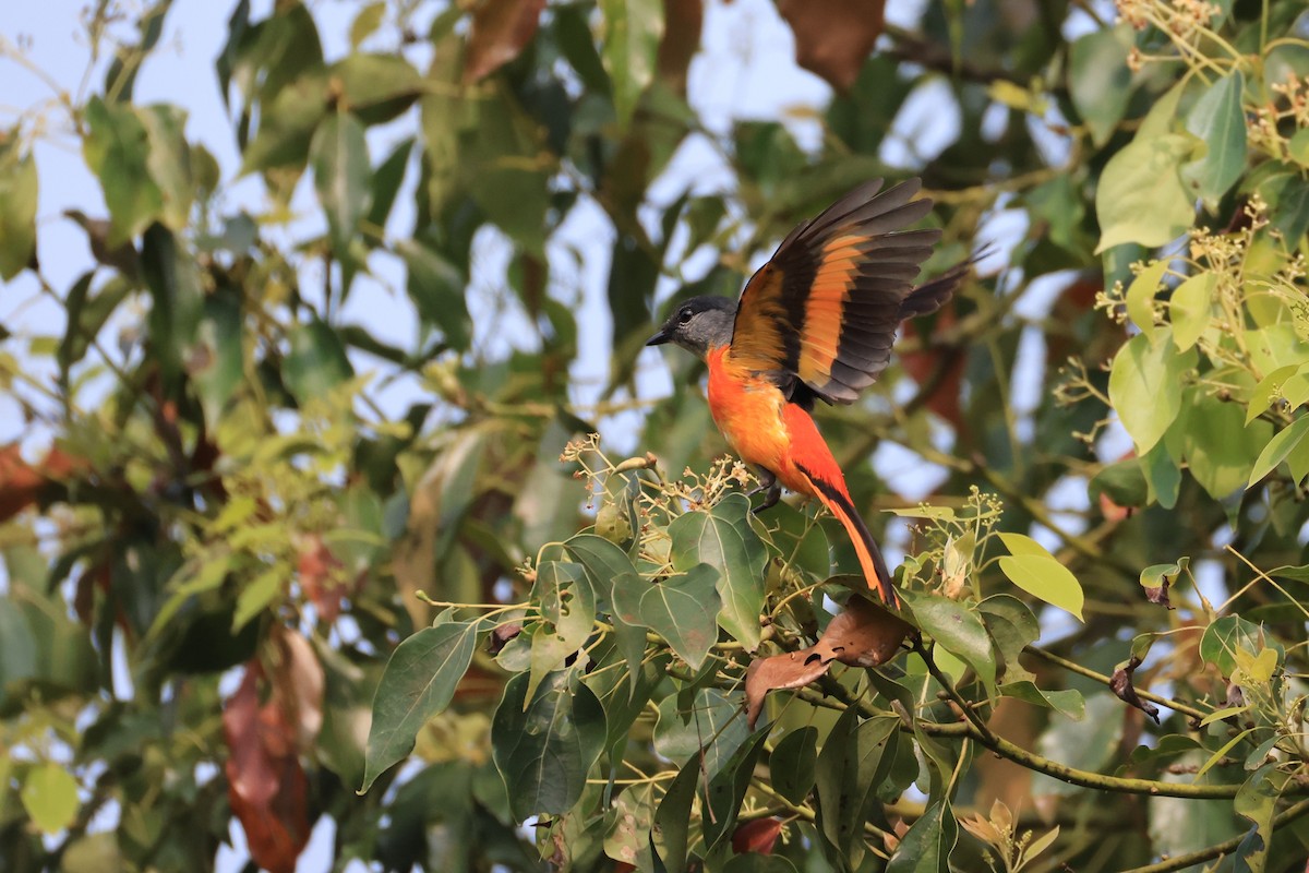Gray-chinned Minivet (Gray-chinned) - Allen Lyu