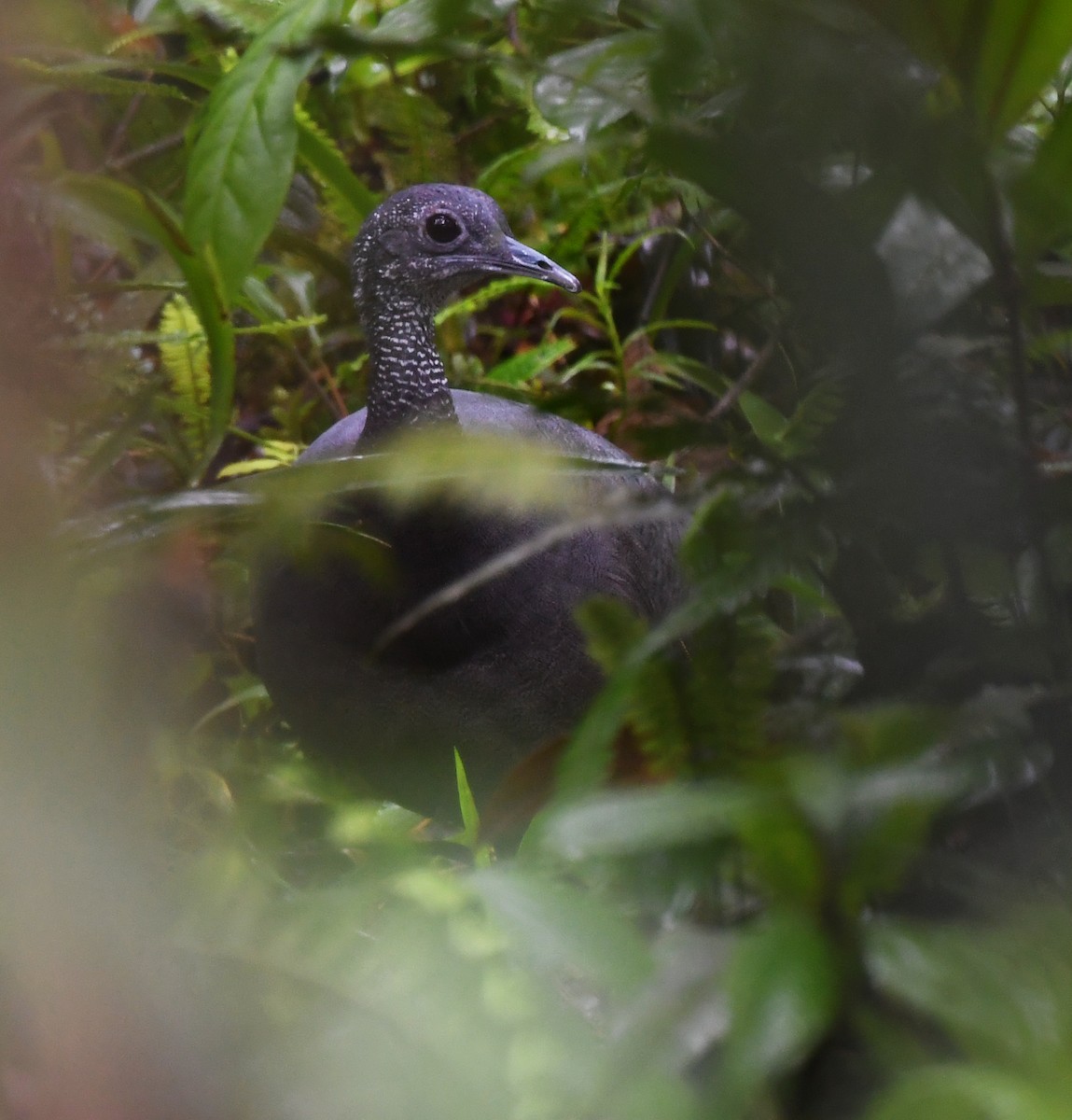 Gray Tinamou - ML633450304