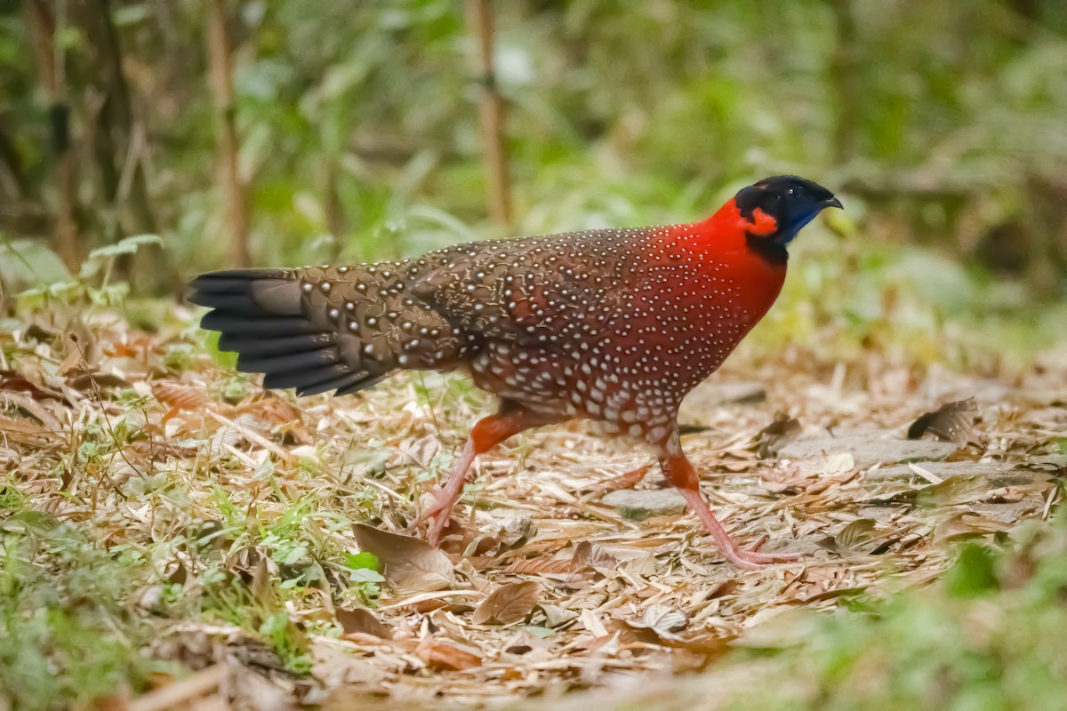 Satyr Tragopan - ML633450324
