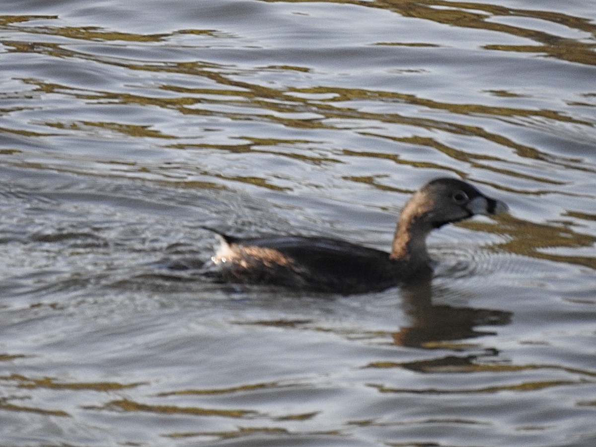 Pied-billed Grebe - ML633450481