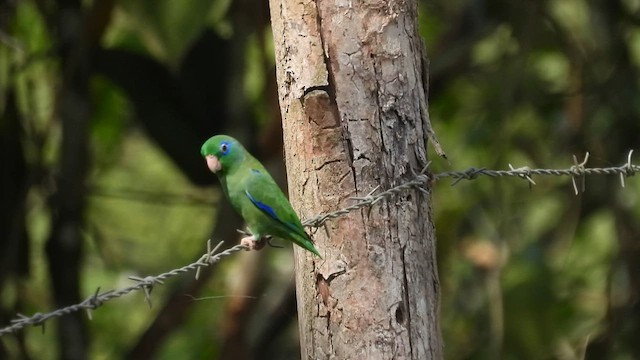 アオメルリハシインコ - ML633450554