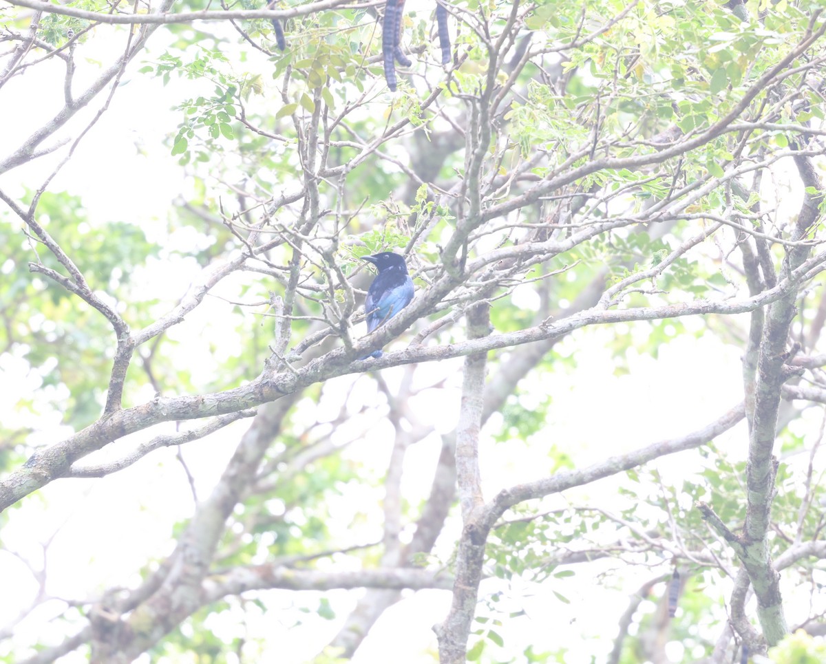 Short-tailed Drongo - ML633450658