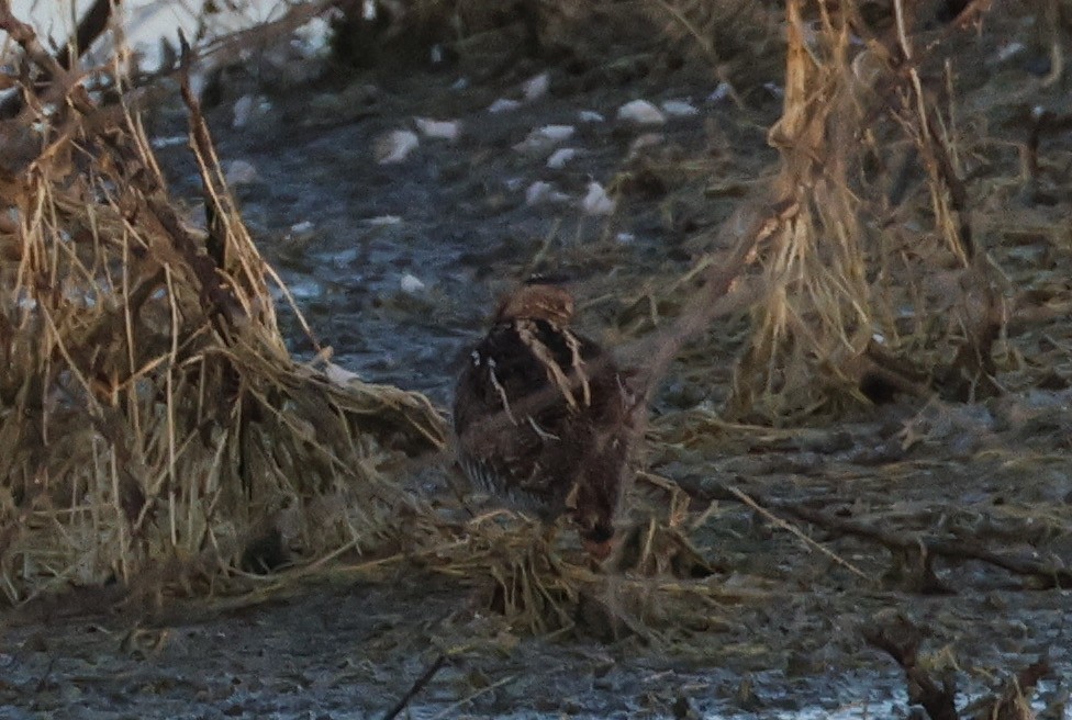 Wilson's Snipe - ML633450718