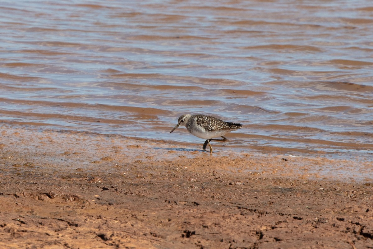 Wood Sandpiper - ML633451063