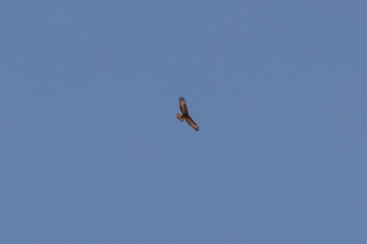 Common Buzzard - ML633451081