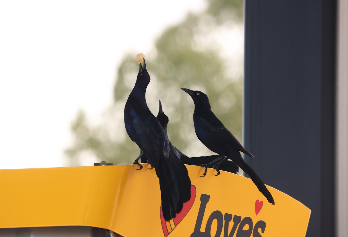 Great-tailed Grackle - ML633451186