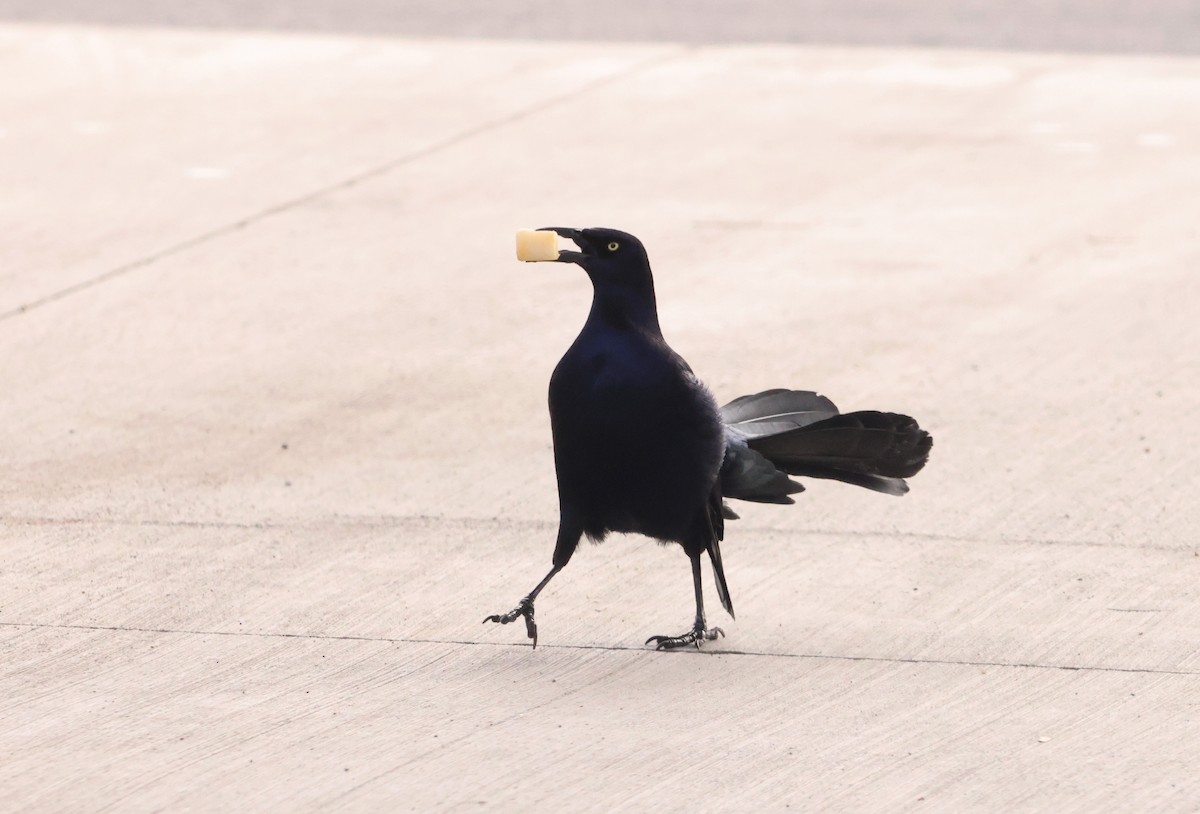 Great-tailed Grackle - ML633451187