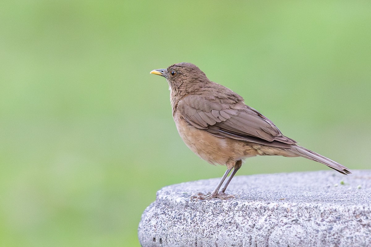 Clay-colored Thrush - ML633451241