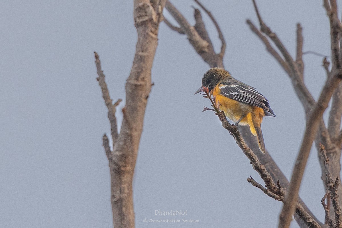 Baltimore Oriole - ML633451248