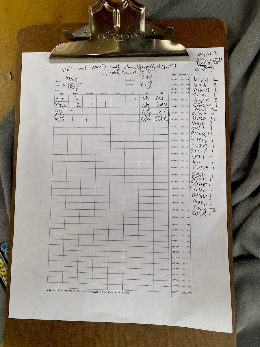 Common Loon - ML633451326