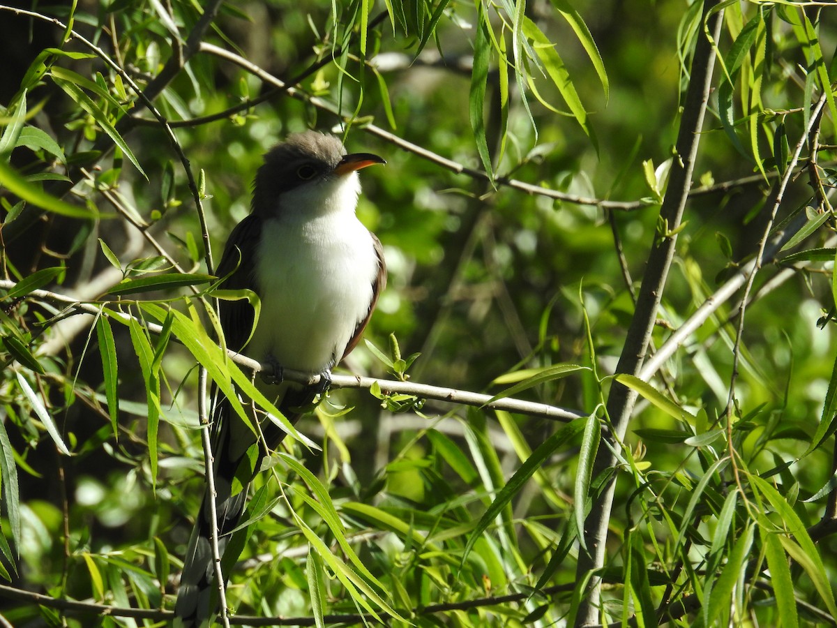 Yellow-billed Cuckoo - ML633451373