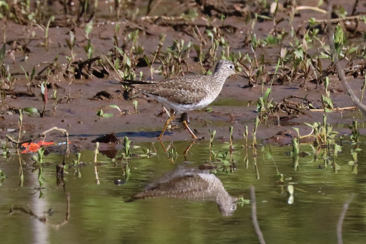 Solitary Sandpiper - ML633451376
