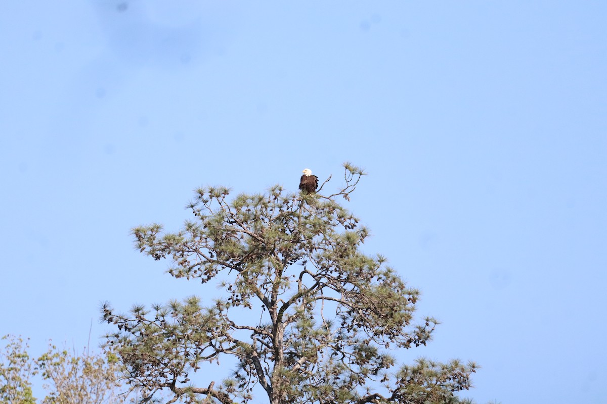 Bald Eagle - ML633451393