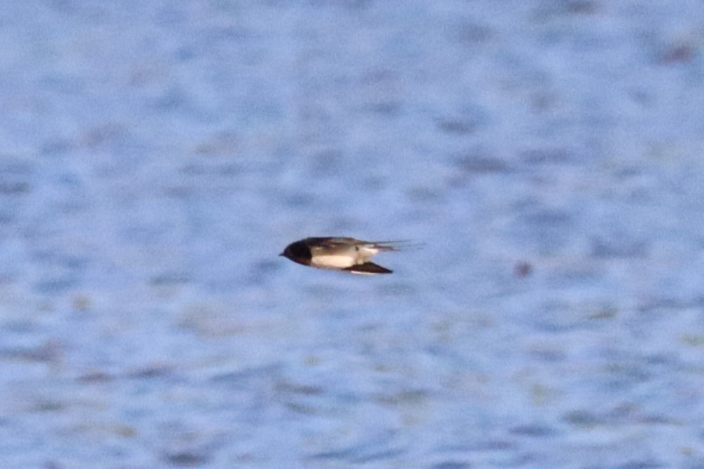 Barn Swallow - ML633451403