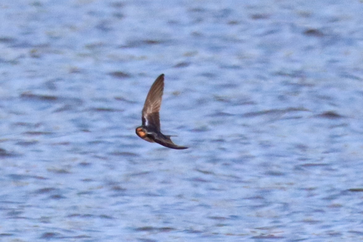 Barn Swallow - ML633451404