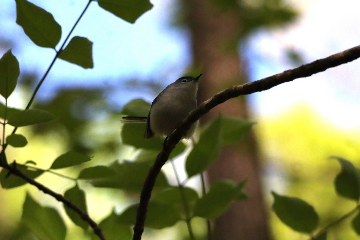 Blue-gray Gnatcatcher - ML633451409