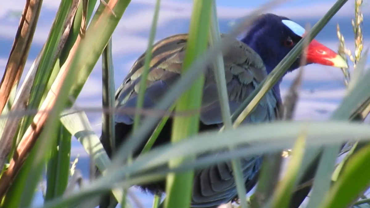 Purple Gallinule - ML633451414