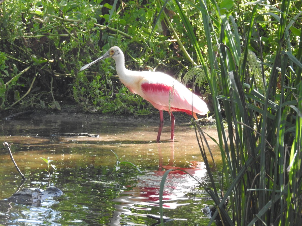 Roseate Spoonbill - ML633451433