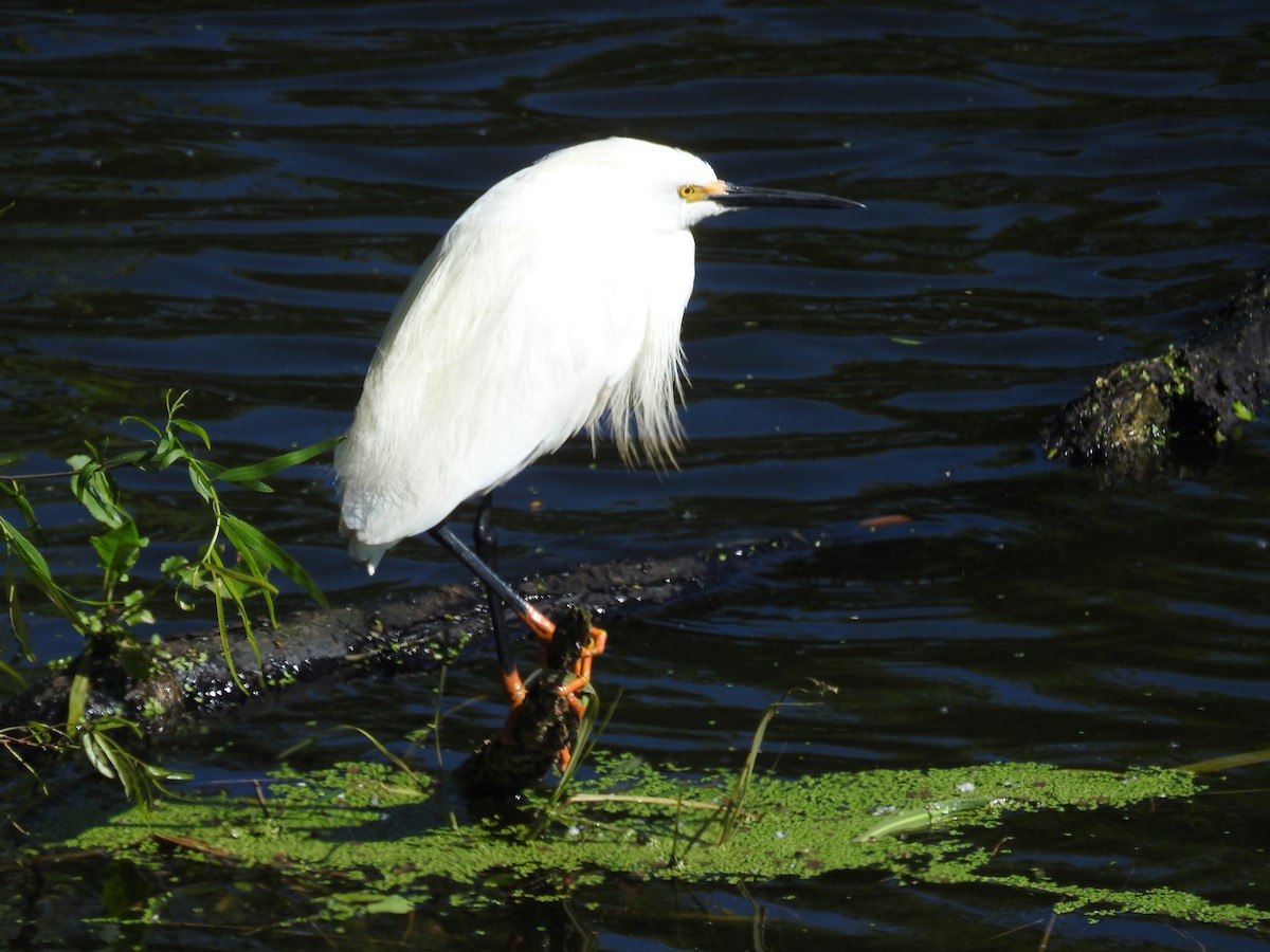 Snowy Egret - ML633451445