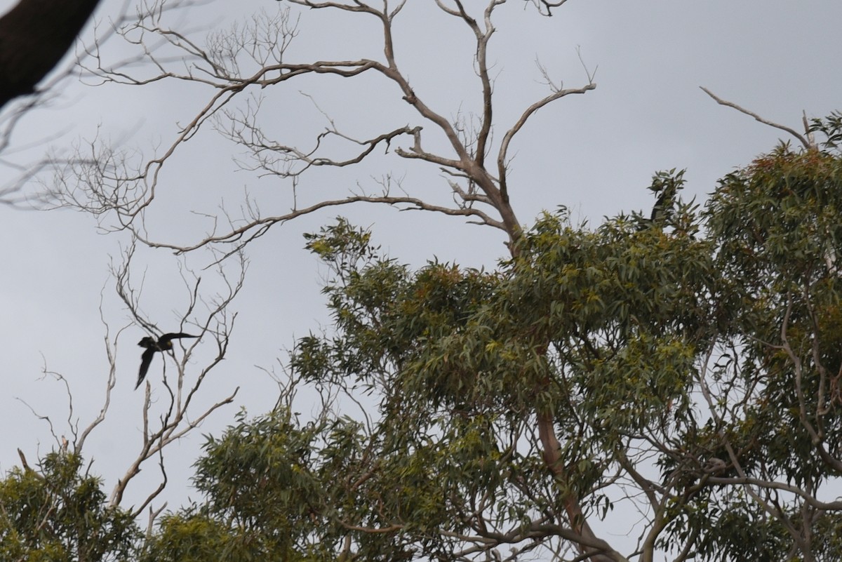 Yellow-tailed Black-Cockatoo - ML633451458