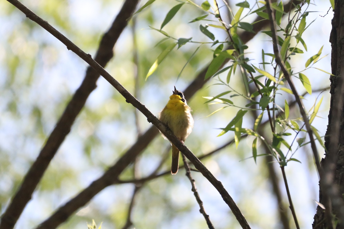 Common Yellowthroat - ML633451479