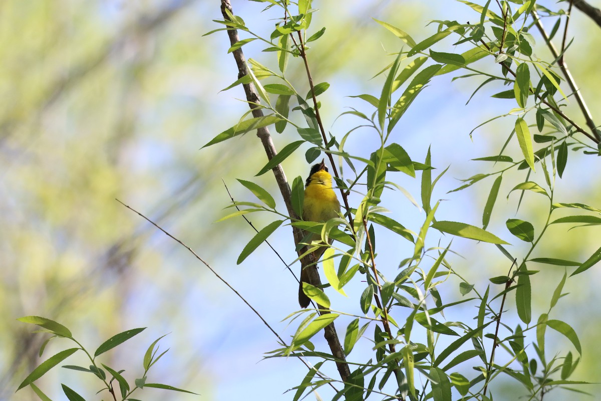 Common Yellowthroat - ML633451480