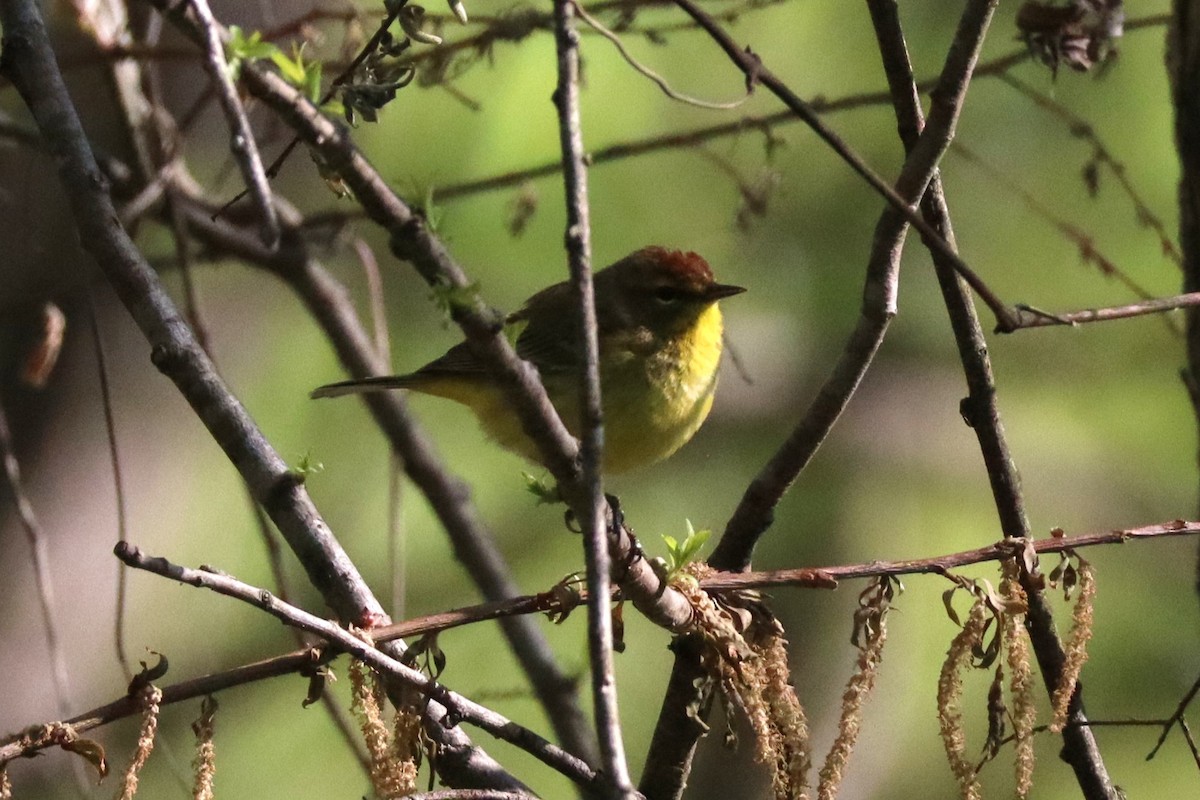 Palm Warbler - ML633451503